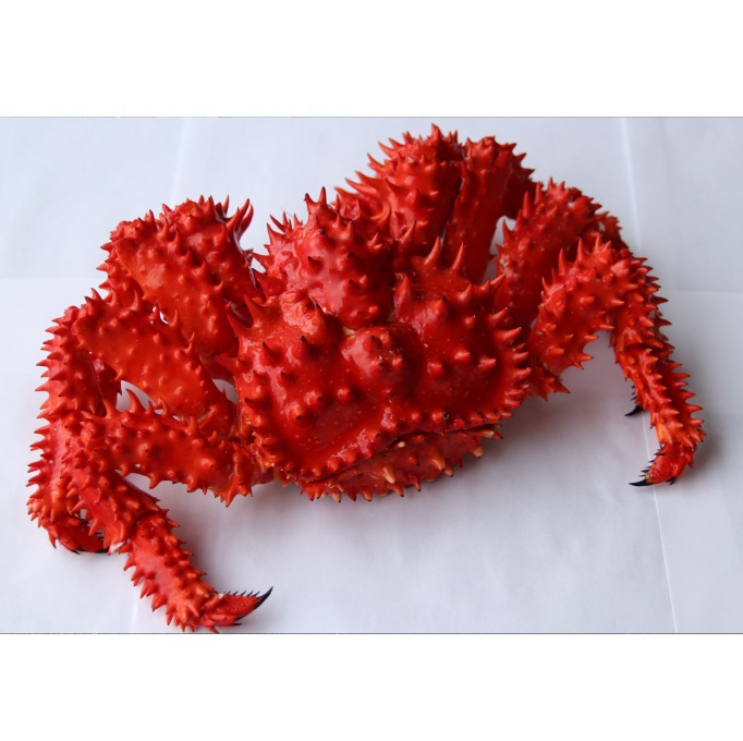 冷花咲がに/1尾