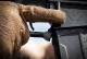 ���ȥ饤����������ȥ꡼ Strike Industries PolyFlex Trigger Guard with finger rest Strike Industries SI-POLYFLEX-TG