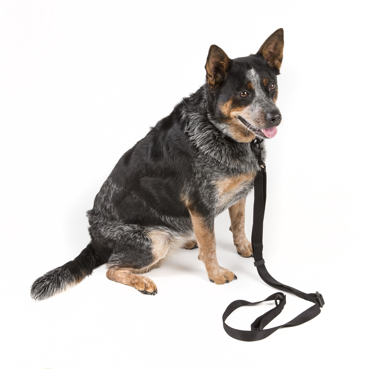 �Х����󥰥����ƥ����� VTAC Ranger Buddy: Dog Leash and Collar Combo VTAC