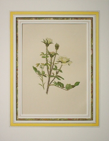 ����󡦥��󡦥������å� �֥Х�°�� 1910ǯ��14ǯ No.96