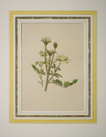 ����󡦥��󡦥������å� �֥Х�°�� 1910ǯ��14ǯ No.96