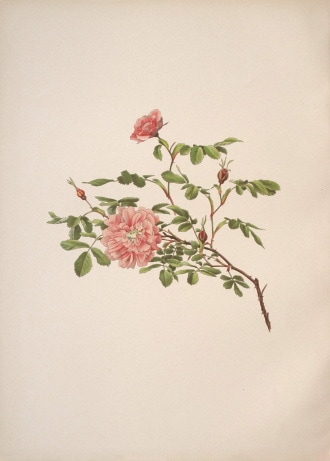 ����󡦥��󡦥������å� �֥Х�°�� 1910ǯ��14ǯ No.36