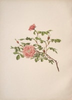 ����󡦥��󡦥������å� �֥Х�°�� 1910ǯ��14ǯ No.36