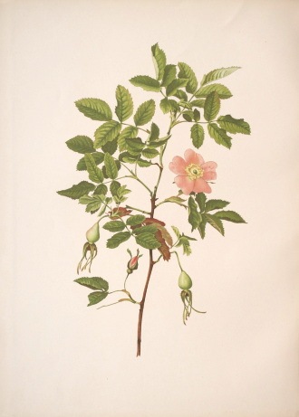 ����󡦥��󡦥������å� �֥Х�°�� 1910ǯ��14ǯ No.62