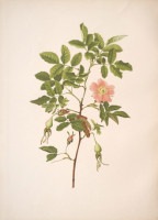 ����󡦥��󡦥������å� �֥Х�°�� 1910ǯ��14ǯ No.62