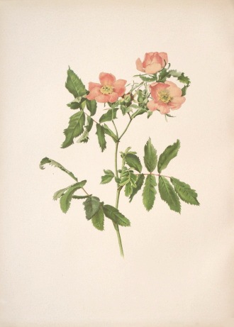 ����󡦥��󡦥������å� �֥Х�°�� 1910ǯ��14ǯ No.82