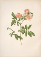 ����󡦥��󡦥������å� �֥Х�°�� 1910ǯ��14ǯ No.82