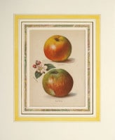 ����󡦥饤�� �֥ե롼�ĺ��ݲȤμ������ 1891ǯ��94ǯ No.112