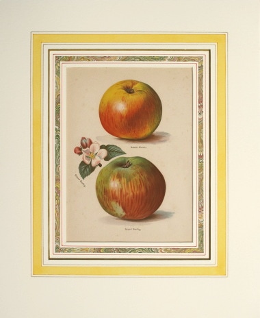 フランス ボタニカル画 石版画の額装品 1891年 フランス