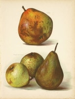 ����󡦥饤�� �֥ե롼�ĺ��ݲȤμ������ 1891ǯ��94ǯ No.104