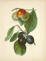 ����󡦥饤�� �֥ե롼�ĺ��ݲȤμ������ 1891ǯ��94ǯ No.109