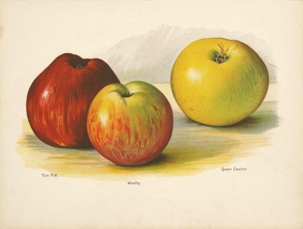 フランス ボタニカル画 石版画の額装品 1891年 【公式通販】
