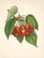 ����󡦥饤�� �֥ե롼�ĺ��ݲȤμ������ 1891ǯ��94ǯ No.210