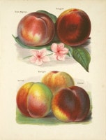 ����󡦥饤�� �֥ե롼�ĺ��ݲȤμ������ 1891ǯ��94ǯ No.305