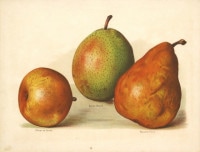 ����󡦥饤�� �֥ե롼�ĺ��ݲȤμ������ 1891ǯ��94ǯ No.310