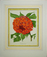 ����󡦥��ɥ졼�ȥ��祦���ա��ѥ����ȥ� �֥ѥ����ȥ�Υե��������ǥ�ײ����� 1882ǯ��84ǯ No.66