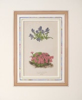 �ǥ����åɡ����������� �֥���ץ��ο�ʪ�� 1872ǯ��74ǯ No.148