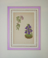 �ǥ����åɡ����������� �֥���ץ��ο�ʪ�� 1872ǯ��74ǯ No.219