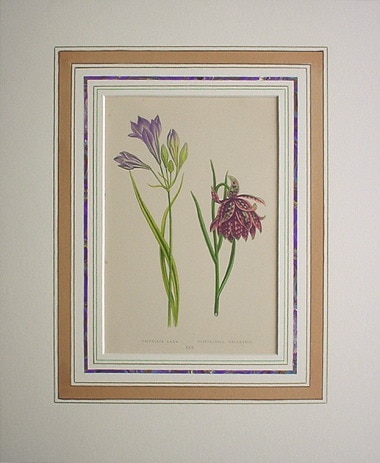 �ǥ����åɡ����������� �֥���ץ��ο�ʪ�� 1872ǯ��74ǯ No.230