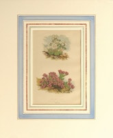 �ǥ����åɡ����������� �֥���ץ��ο�ʪ�� 1872ǯ��74ǯ No.338