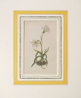 �ǥ����åɡ����������� �֥���ץ��ο�ʪ�� 1872ǯ��74ǯ No.410