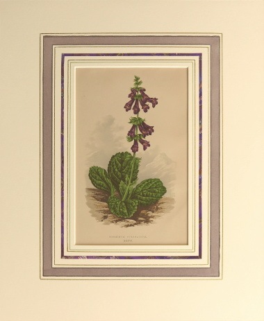 �ǥ����åɡ����������� �֥���ץ��ο�ʪ�� 1872ǯ��74ǯ No.436