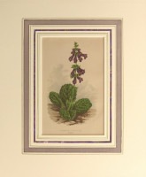 �ǥ����åɡ����������� �֥���ץ��ο�ʪ�� 1872ǯ��74ǯ No.436