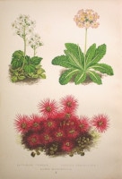 �ǥ����åɡ����������� �֥���ץ��ο�ʪ�� 1872ǯ��74ǯ No.310