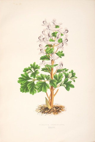 �ǥ����åɡ����������� �֥���ץ��ο�ʪ�� 1872ǯ��74ǯ No.336