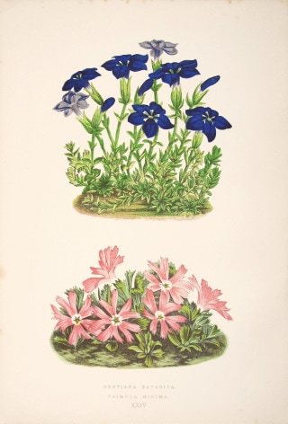 �ǥ����åɡ����������� �֥���ץ��ο�ʪ�� 1872ǯ��74ǯ No.424