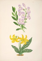 �ǥ����åɡ����������� �֥���ץ��ο�ʪ�� 1872ǯ��74ǯ No.425