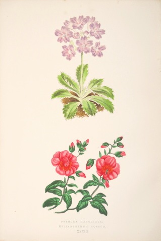 �ǥ����åɡ����������� �֥���ץ��ο�ʪ�� 1872ǯ��74ǯ No.433