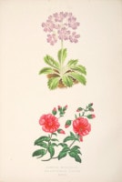 デヴィッド・ウースター 「アルプスの植物」 1872年−74年 No.433