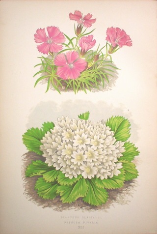�ǥ����åɡ����������� �֥���ץ��ο�ʪ�� 1872ǯ��74ǯ No.441