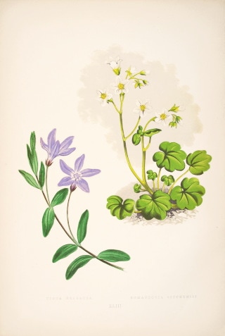 �ǥ����åɡ����������� �֥���ץ��ο�ʪ�� 1872ǯ��74ǯ No.443