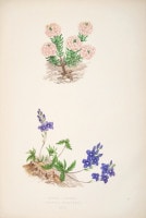 �ǥ����åɡ����������� �֥���ץ��ο�ʪ�� 1872ǯ��74ǯ No.446