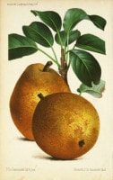 ベルギー樹木研究会編 「有用樹木栽培学紀要」 1871年−91年 No.30