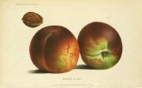 ベルギー樹木研究会編 「有用樹木栽培学紀要」 1871年−91年 No.51