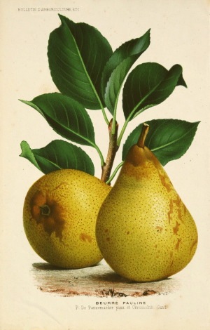 �٥륮�����ڸ������ ��ͭ�Ѽ��ں��ݳص��ס� 1871ǯ��91ǯ No.61
