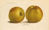 ベルギー樹木研究会編 「有用樹木栽培学紀要」 1871年−91年 No.75