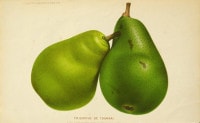 ベルギー樹木研究会編 「有用樹木栽培学紀要」 1871年−91年 No.86