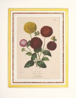 エドワード・ジョージ&アンドリュー・ヘンダーソン 「花束図説」 1857年−64年 No.74