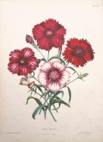エドワード・ジョージ&アンドリュー・ヘンダーソン 「花束図説」 1857年−64年 No.33