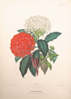 エドワード・ジョージ&アンドリュー・ヘンダーソン 「花束図説」 1857年−64年 No.75