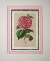シャルル・モラン 「王立ゲント農学・植物学協会年報」 1845年−49年 No.406