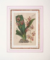 シャルル・モラン 「王立ゲント農学・植物学協会年報」 1845年−49年 No.544