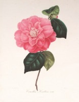 ローラン・ベルレーズ神父 「ツバキ属」 1839年−43年 No.30