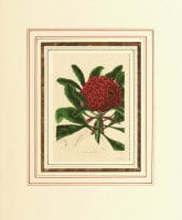 ベンジャミン・モーンド 「植物写生図説」 1836年−42年 No.B71