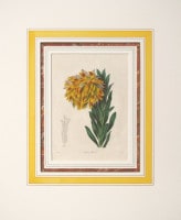 ベンジャミン・モーンド 「植物写生図説」 1836年−42年 No.B97