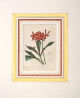 ベンジャミン・モーンド 「植物写生図説」 1836年−42年 No.B107